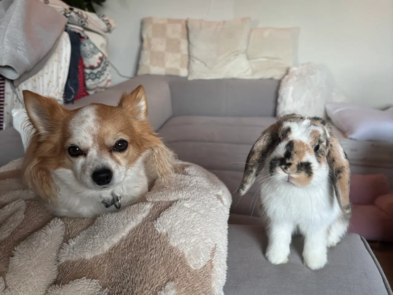 Billede 7 - Lillebror søger nyt hjem 