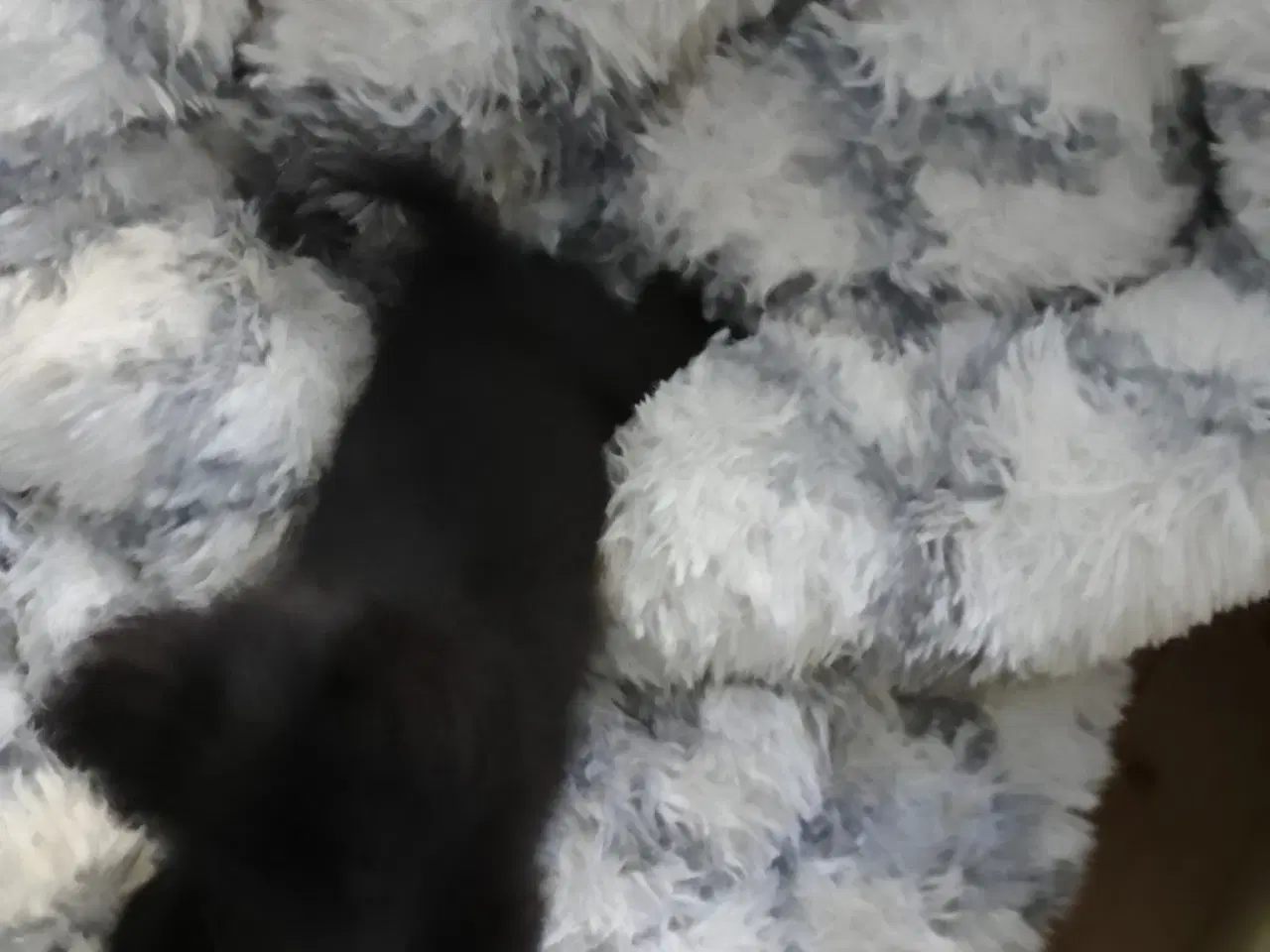 Billede 8 - Den skønneste Pomeranian-blandingshvalp