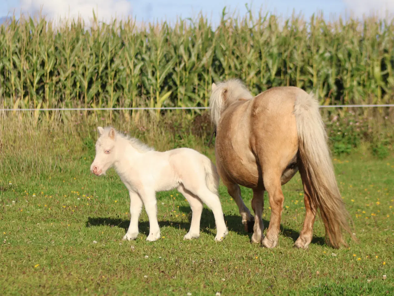 Billede 6 - palomino shet hoppe med cremello broget føl 