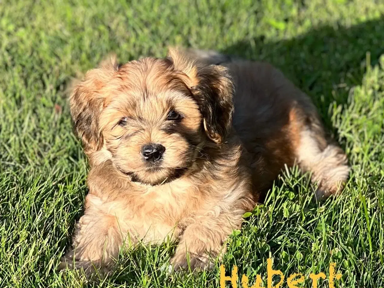 Billede 7 - Bichon Havanais hvalpe. 2 hanner