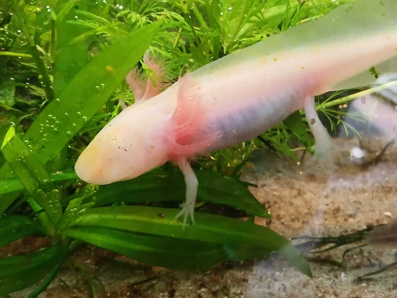 Billede 2 - Golden Mosaik axolotl 