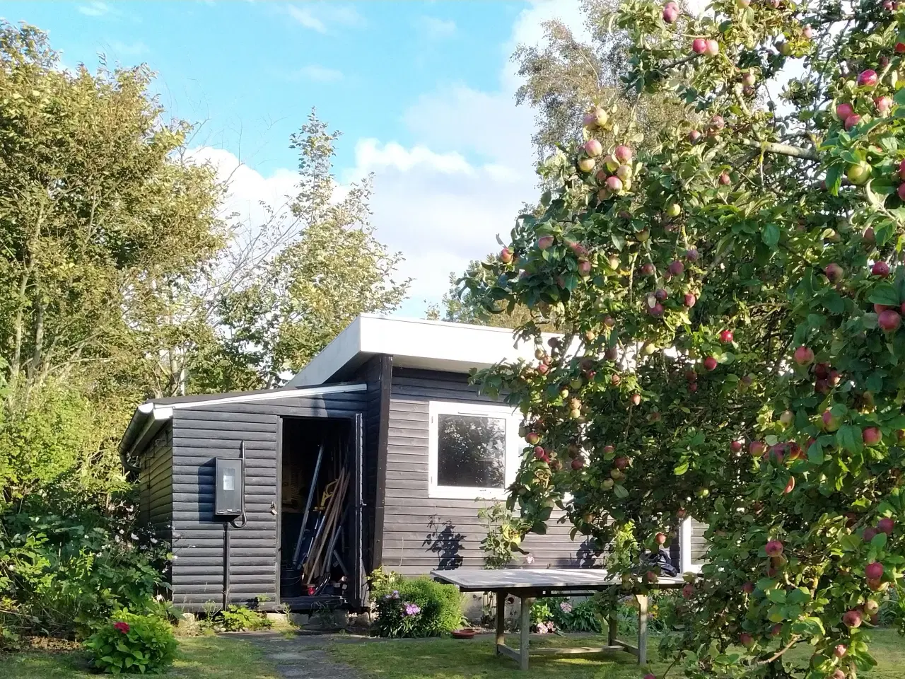 Billede 5 - Kolonihave hus med el og vand i Aalborg