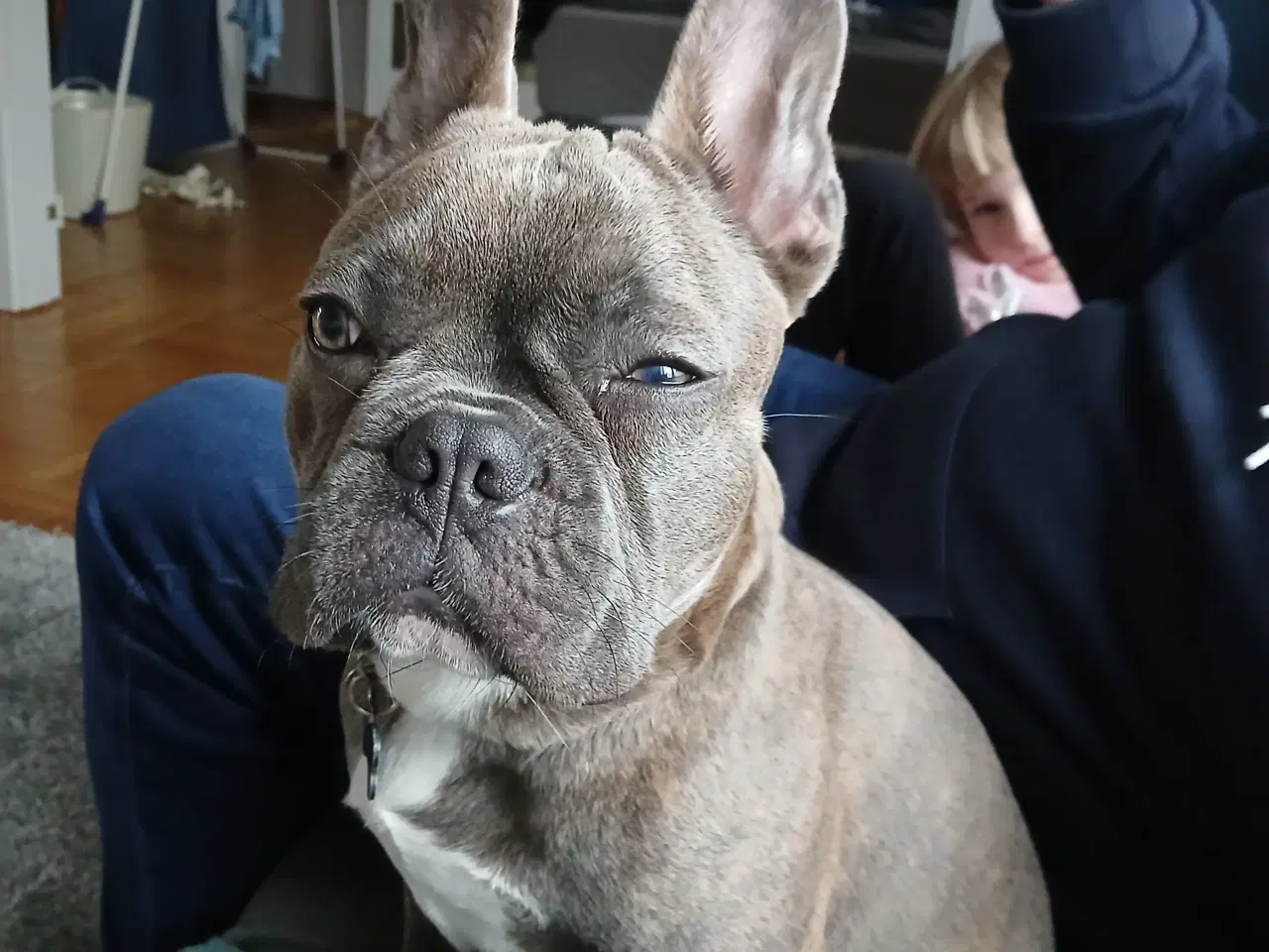 Billede 8 - Fransk bulldog til parring. 