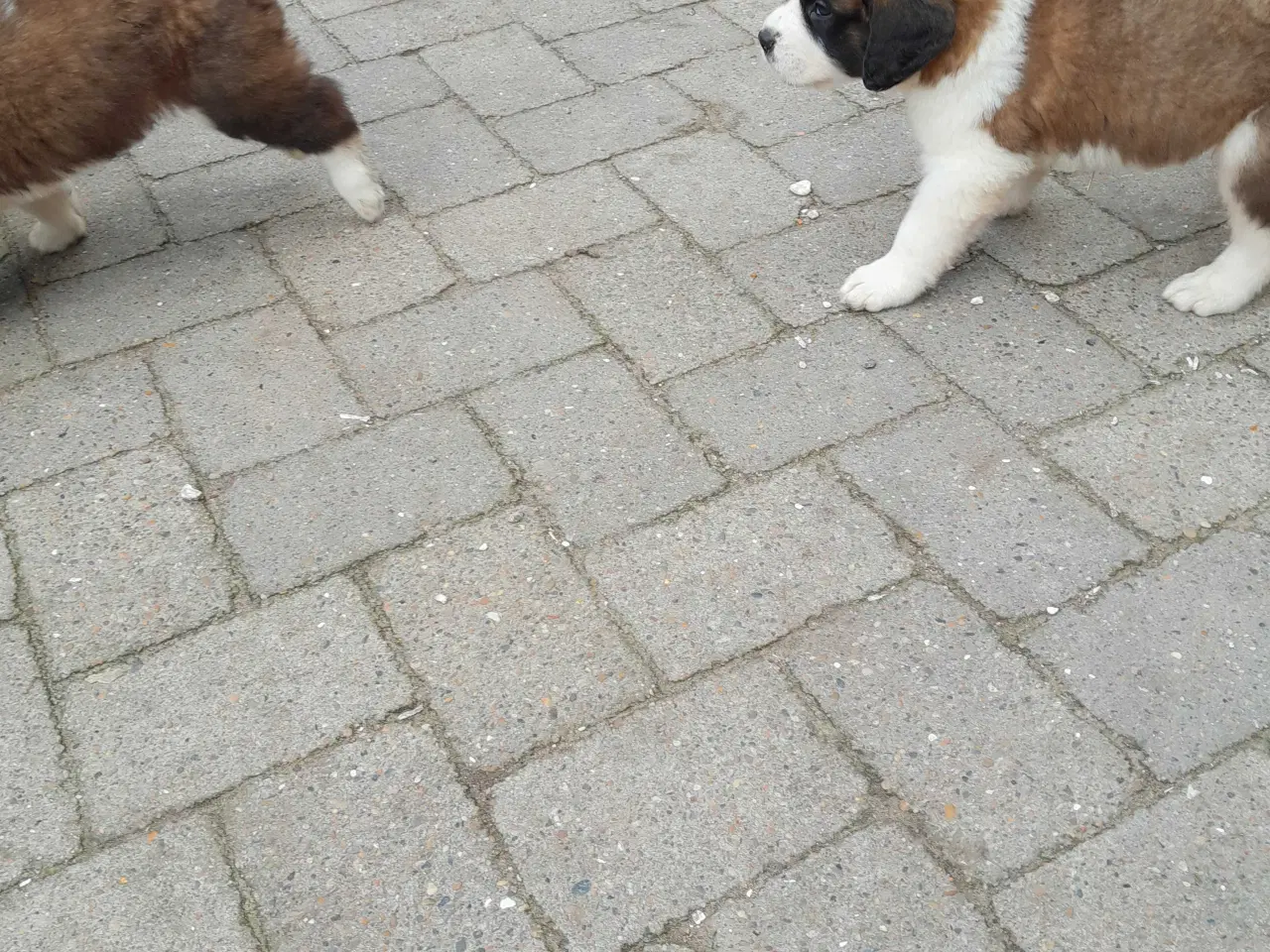 Billede 6 - Hundehvalpe 