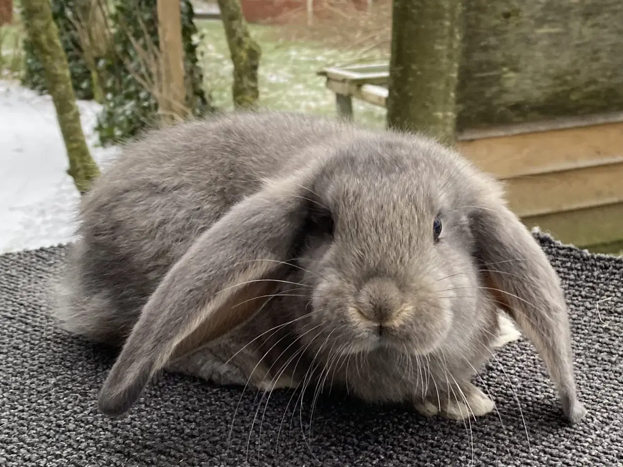 Billede 1 - FRANSK VÆDDER HUN VILDTBLÅ