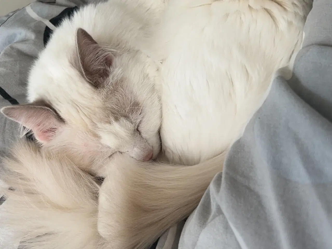 Billede 5 - Smuk Ragdoll-hankat søger nyt kærligt hjem