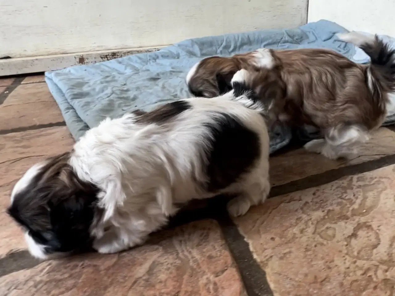 Billede 11 - Allergivenlig Shih Tzu hvalpe