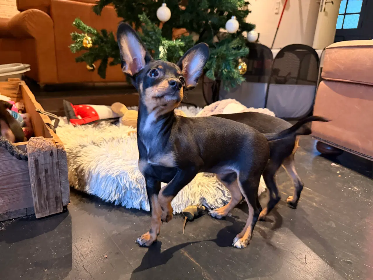 Billede 1 - Lille Hundehvalp 