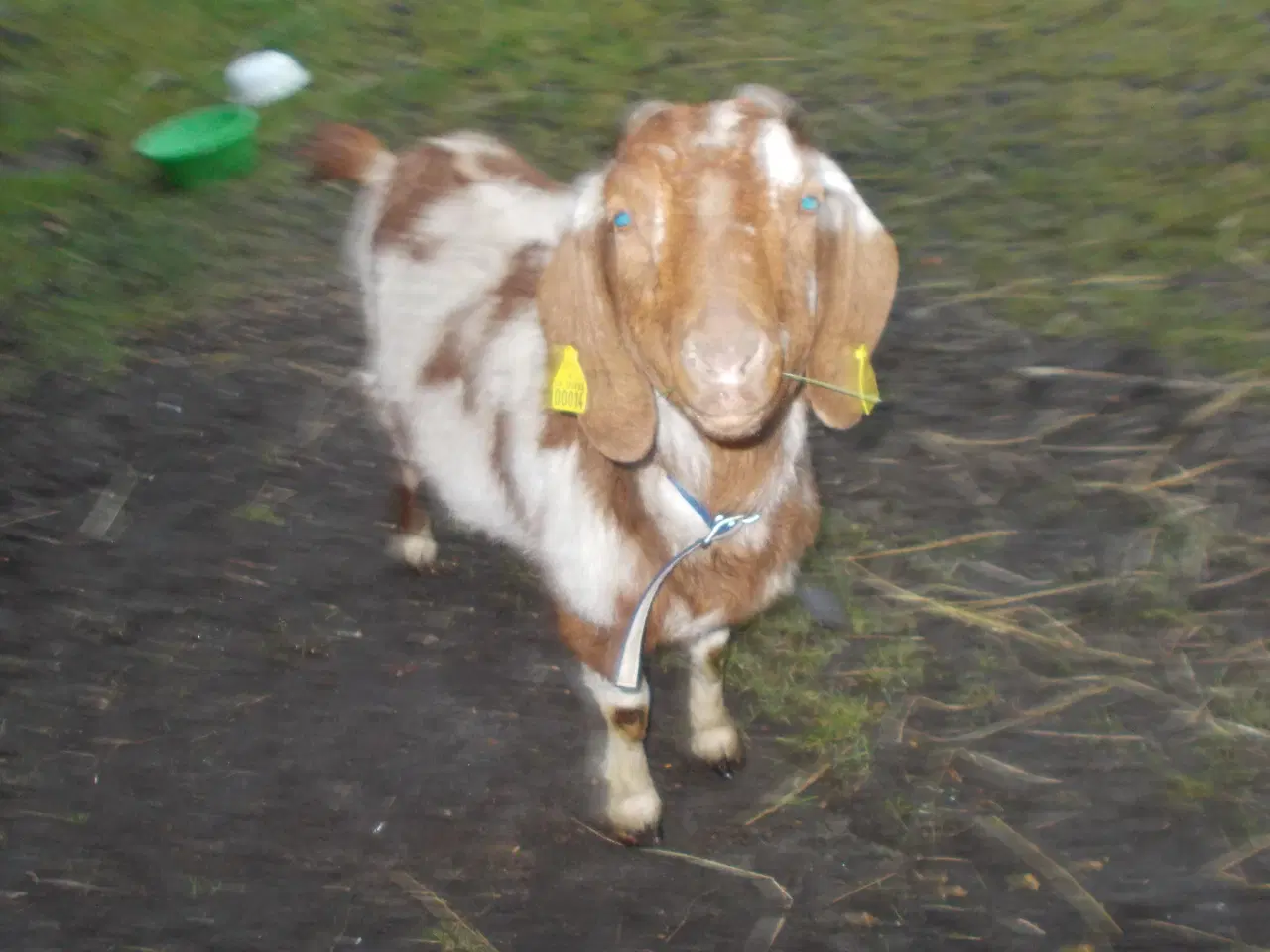 Billede 1 - boergeder