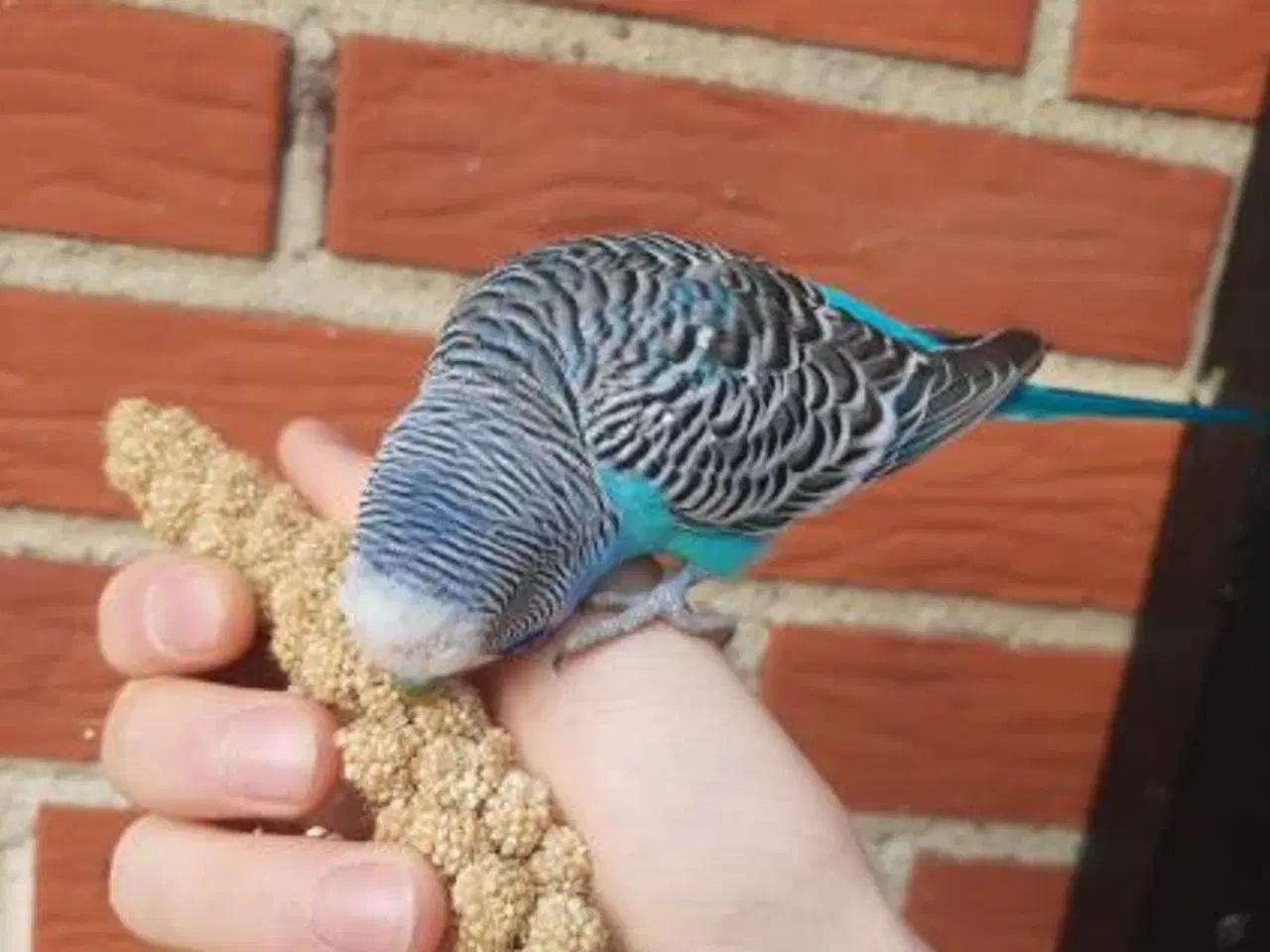 Billede 2 - Undulat (er), blå og grønne, hanner og hunner