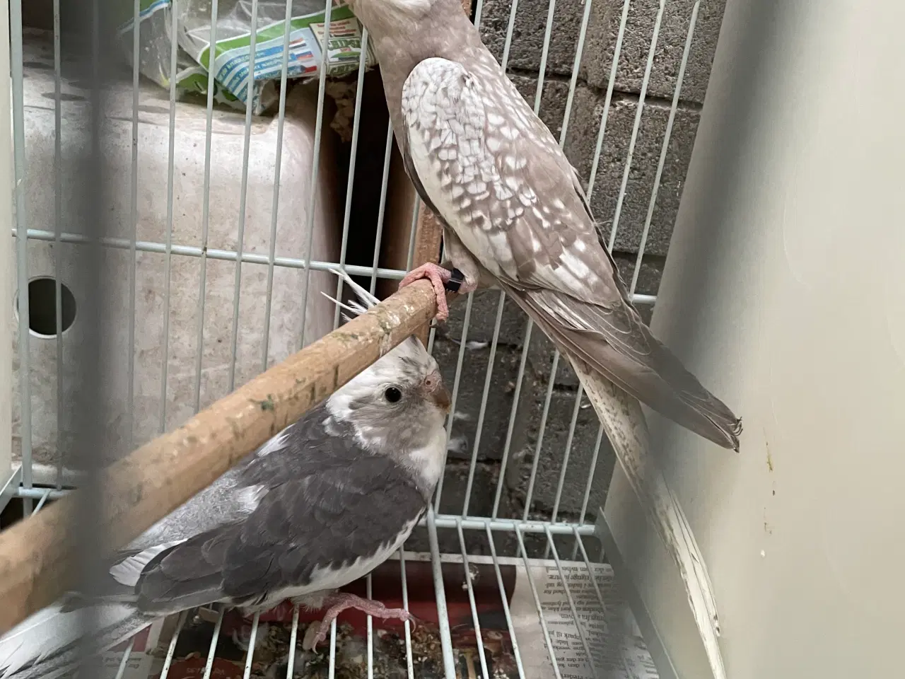 Billede 2 - Hvidhoved broget nymfer