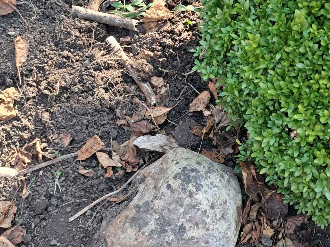 Billede 4 - Flotte havesten