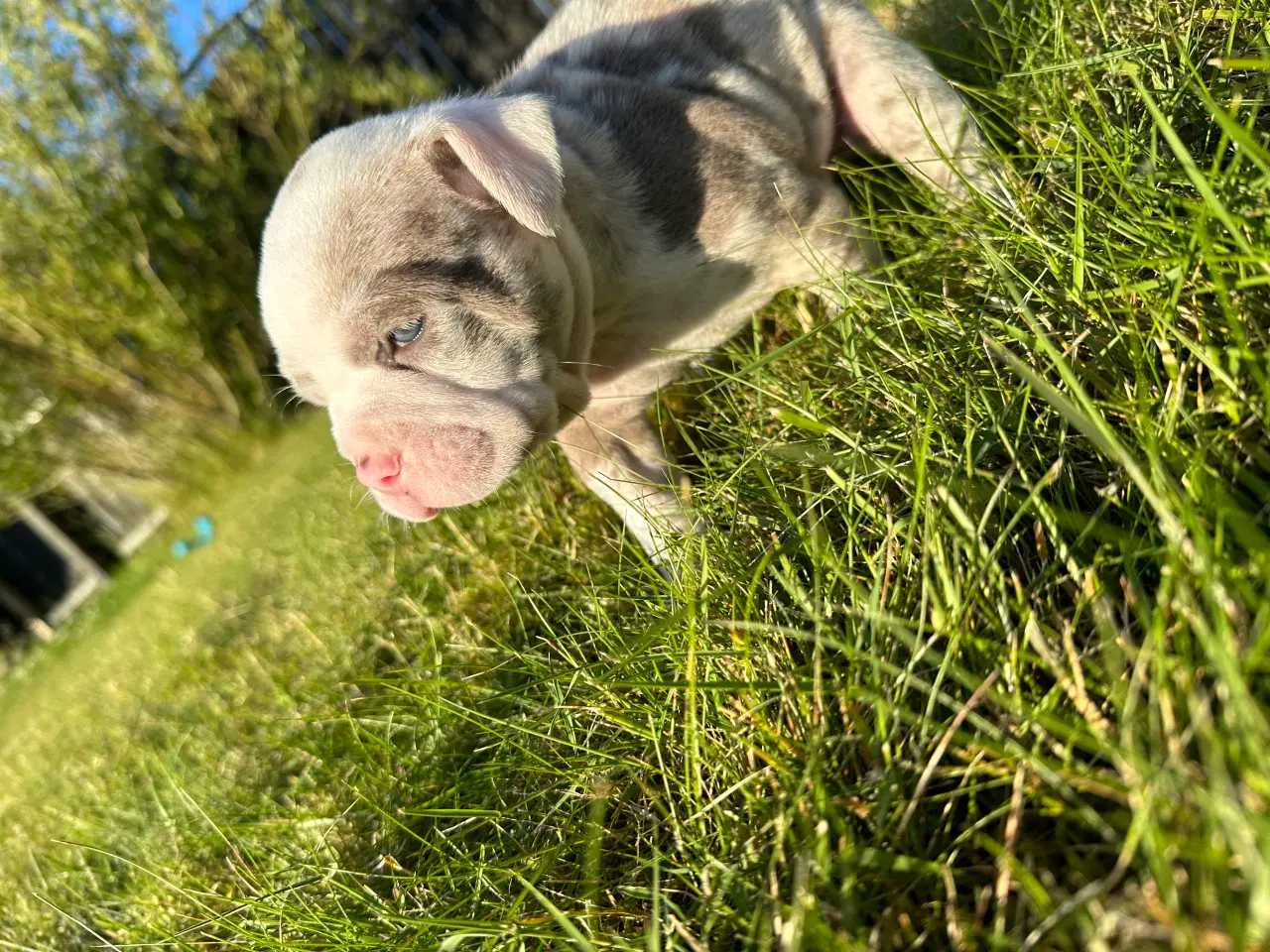 Billede 16 - Old English bulldog hvalpe