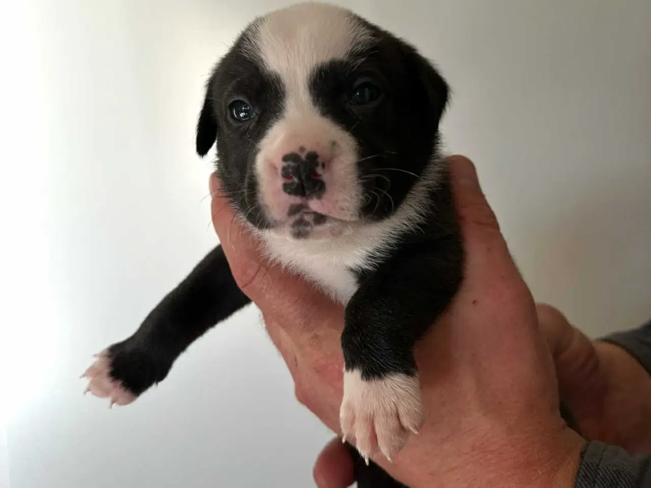 Billede 12 - Bull-Aussie