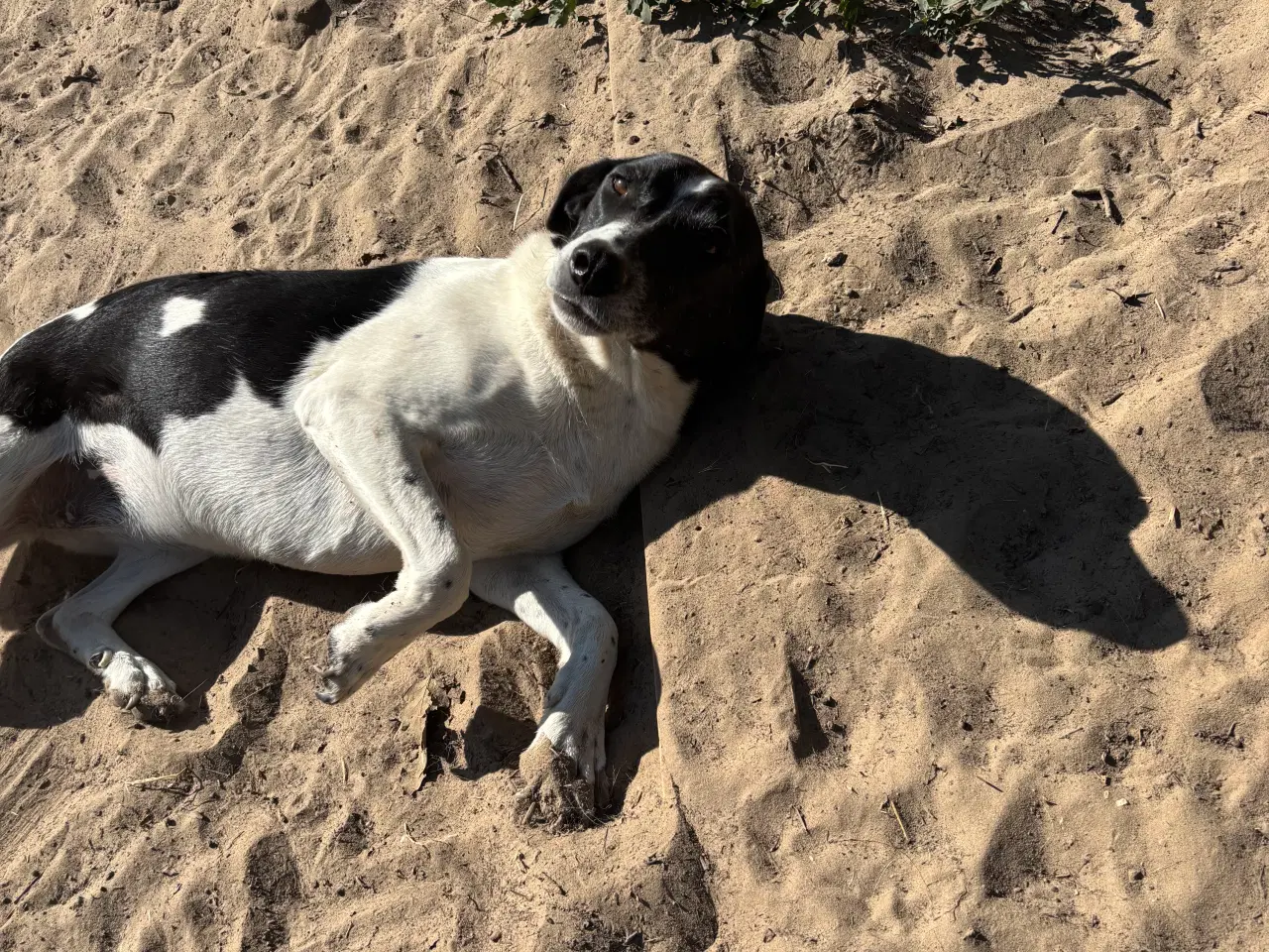 Billede 11 - Wilma til adoption! 🩷