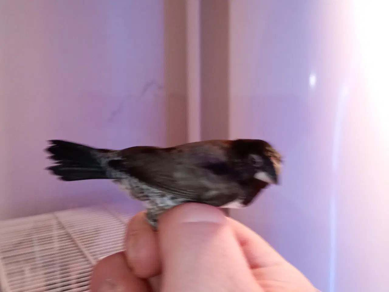 Billede 2 - Lille skade finke