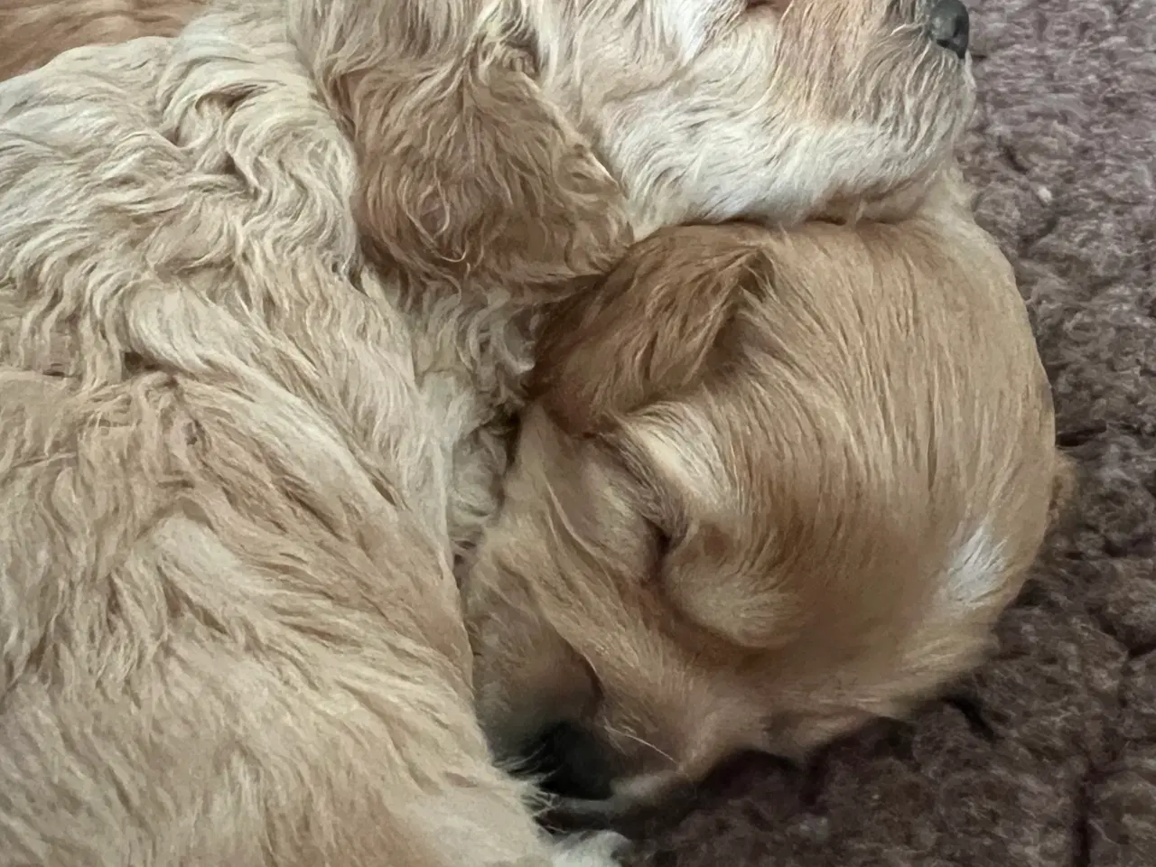 Billede 1 - Cavapoo 