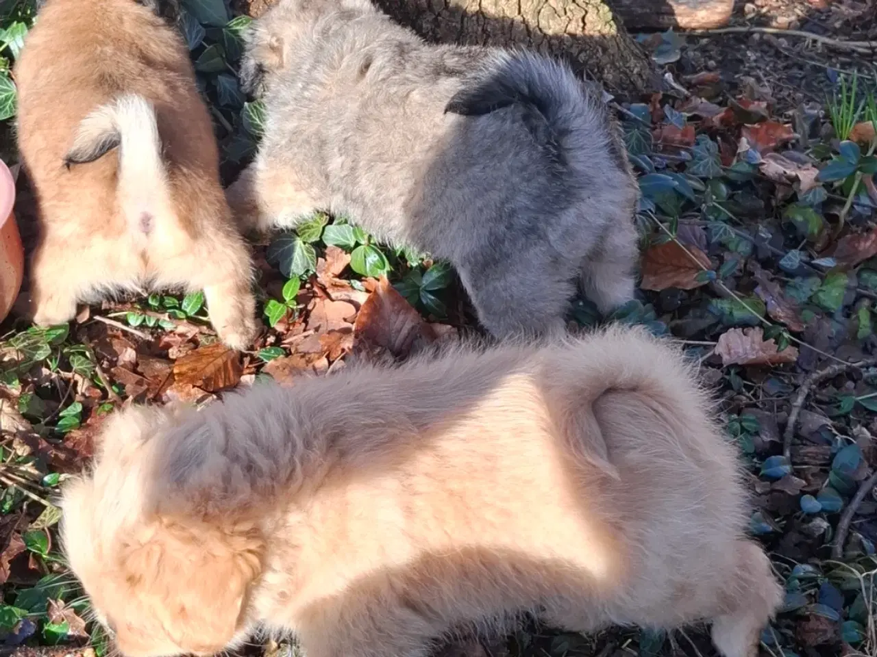 Billede 1 - Lækre uldtotter 