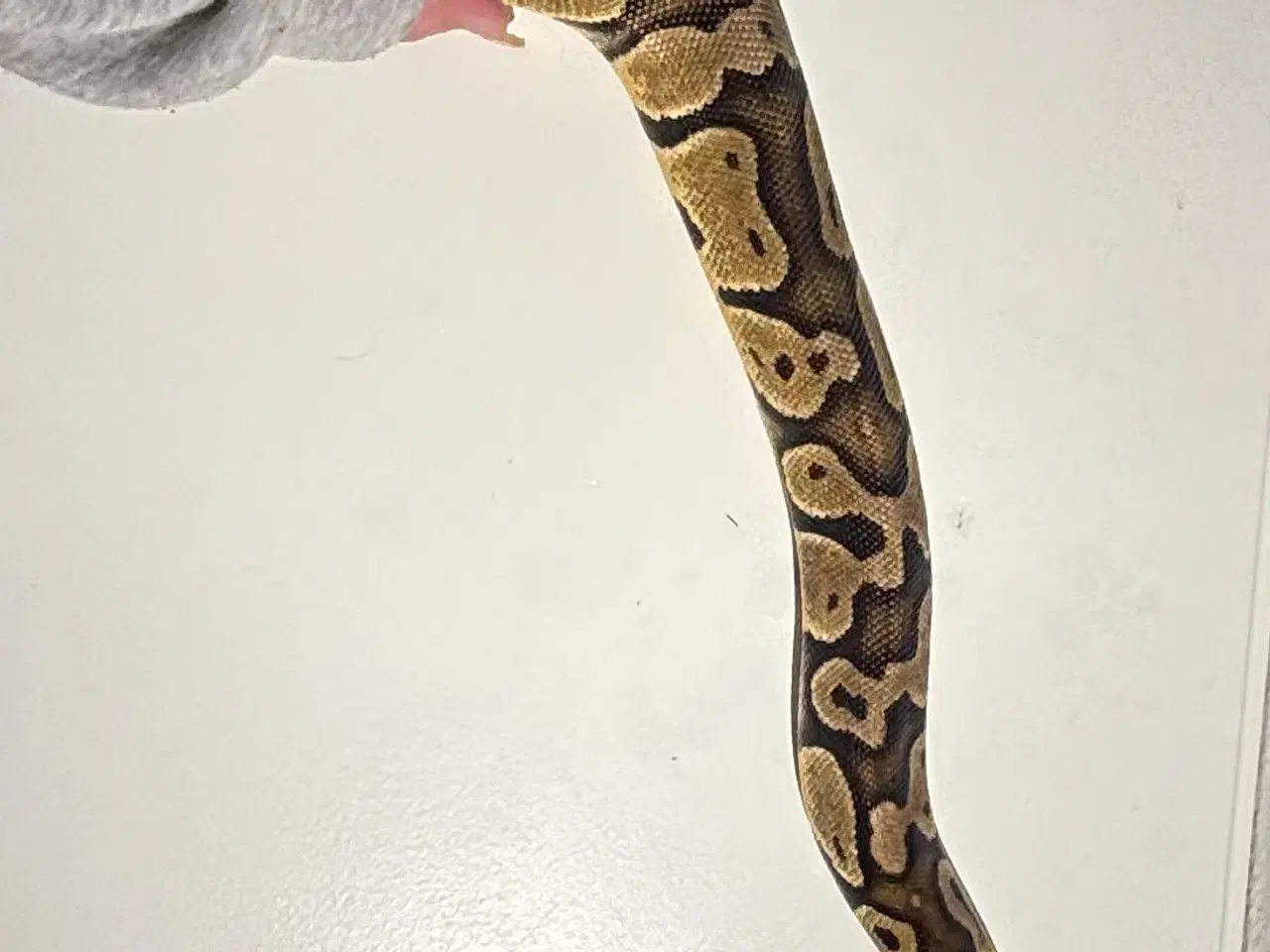 Billede 3 - kongepython hun - klar til nyt hjem