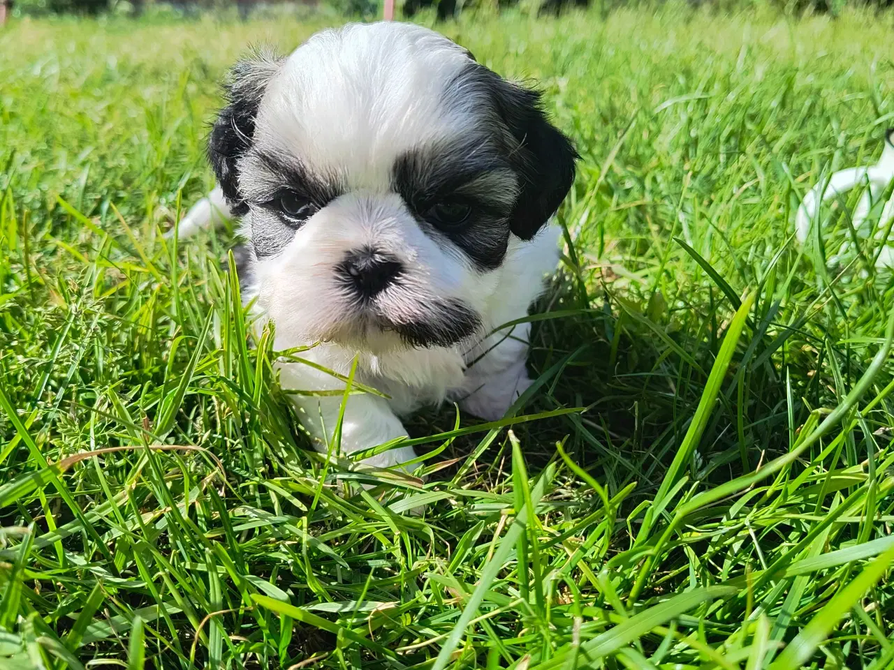 Billede 5 - Ægte Shih Tzu hvalpe