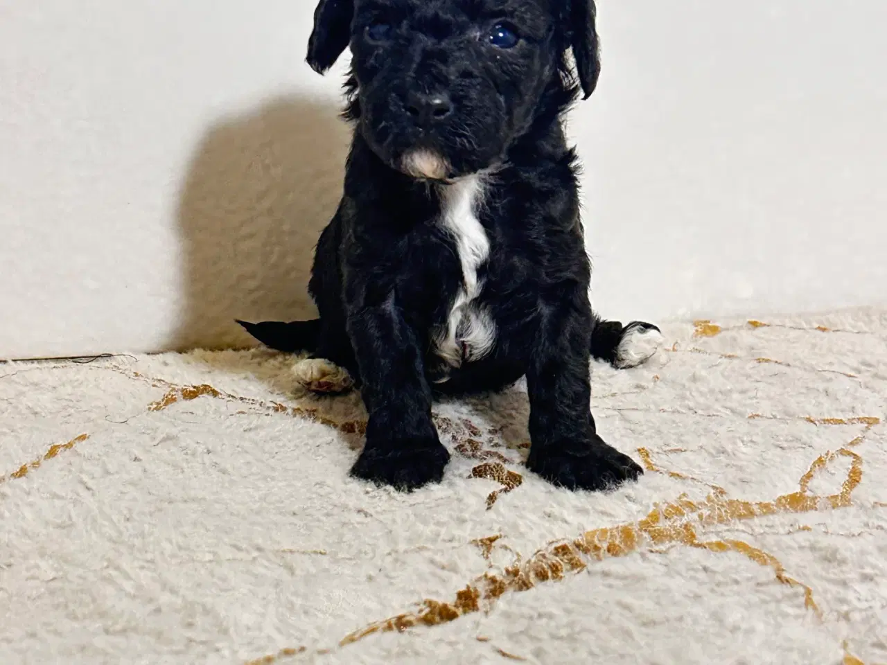 Billede 12 - Cavapoo F2B