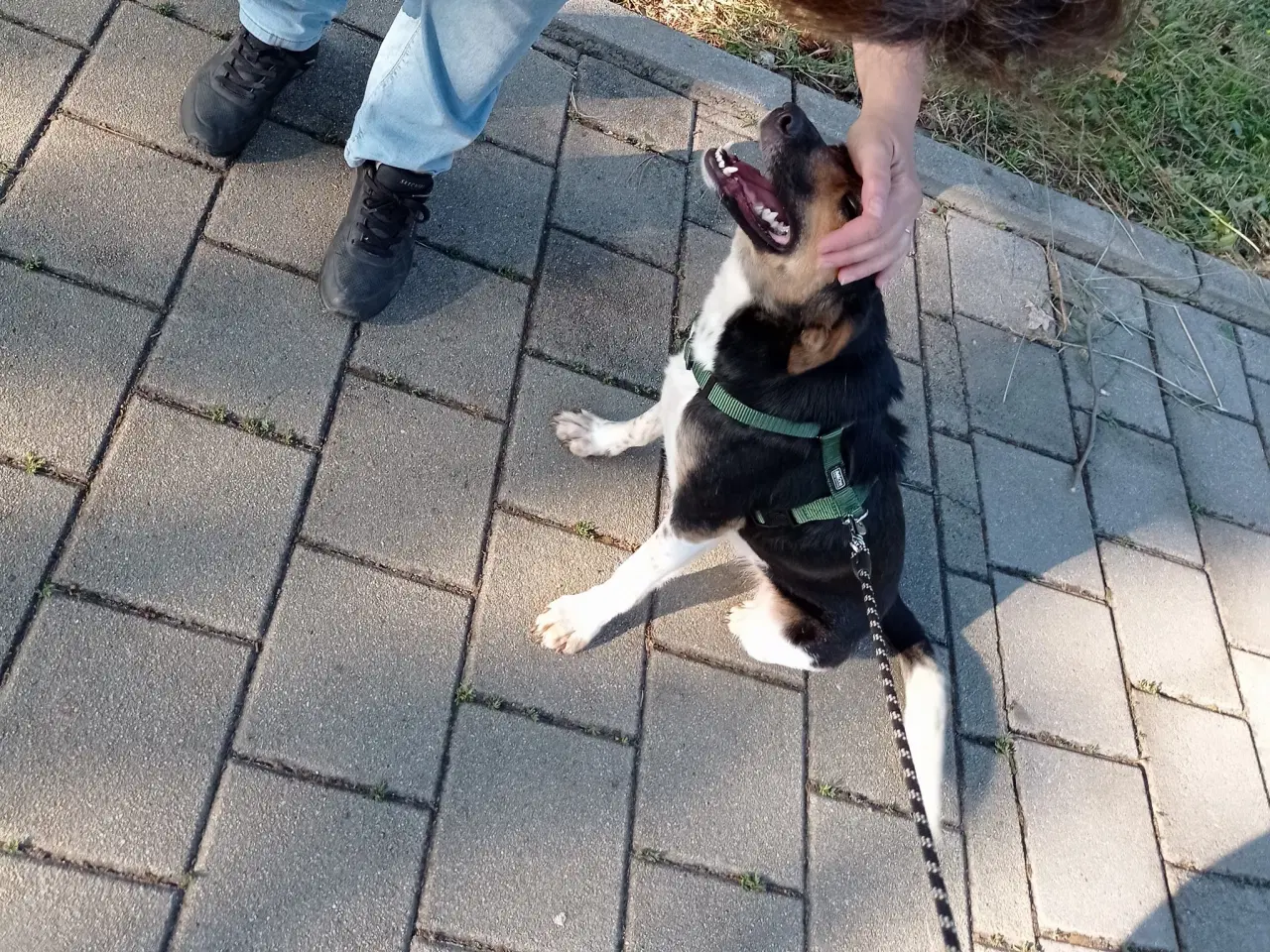 Billede 10 - Lola - kærlig glad ung hund