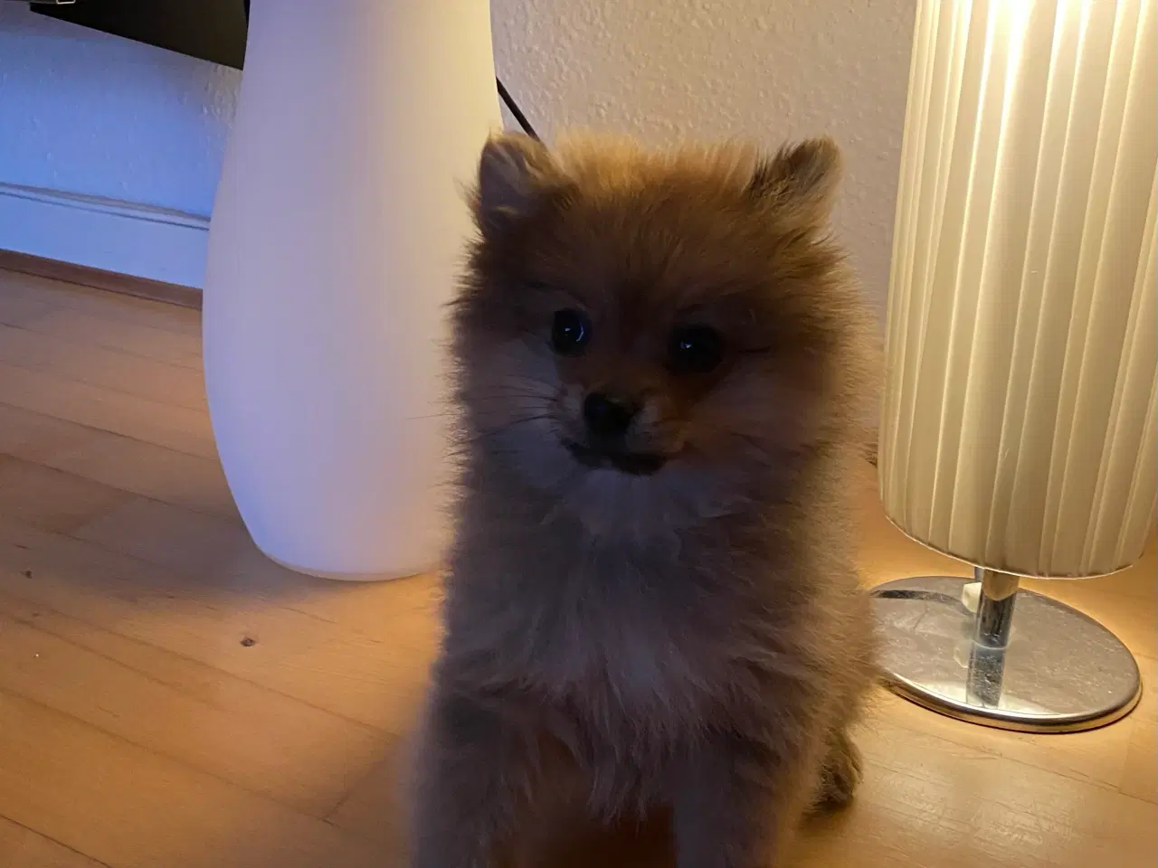 Billede 4 - Pomeranian. Super dejlig ren Pomeranian dreng.