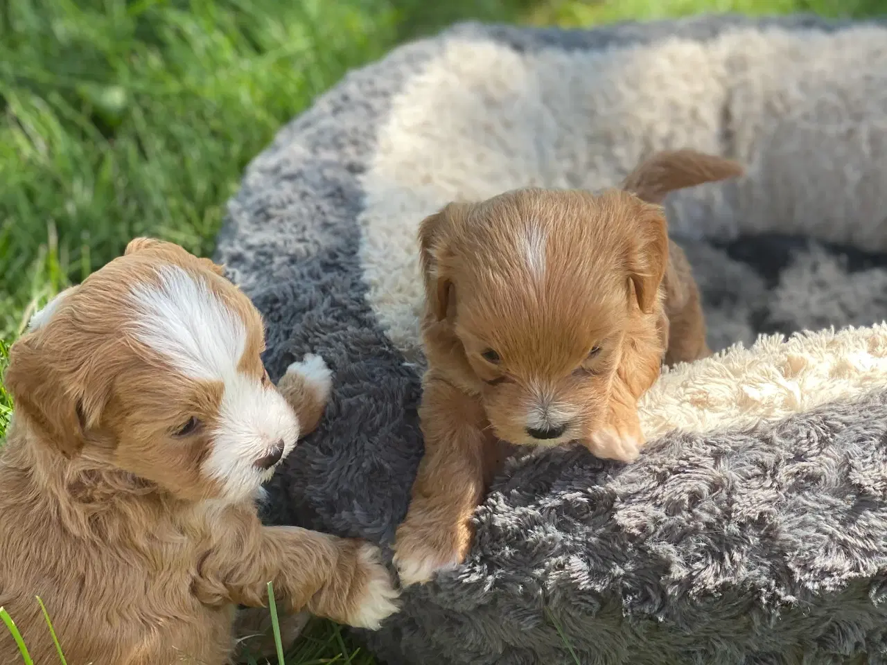 Billede 4 - Maltipoo / cotonpoo hvalpe