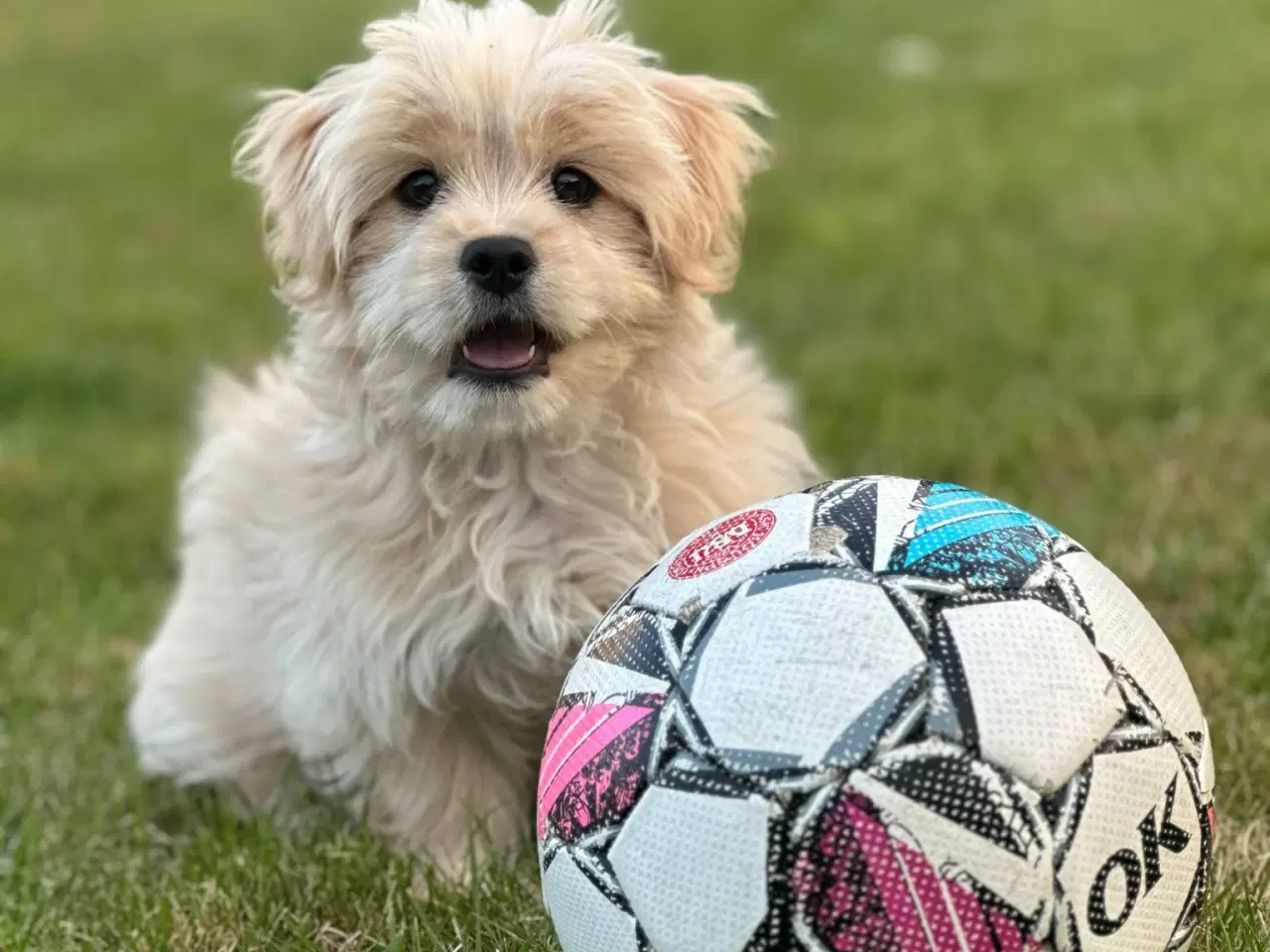 Billede 12 - Malteser blanding lille hund.
