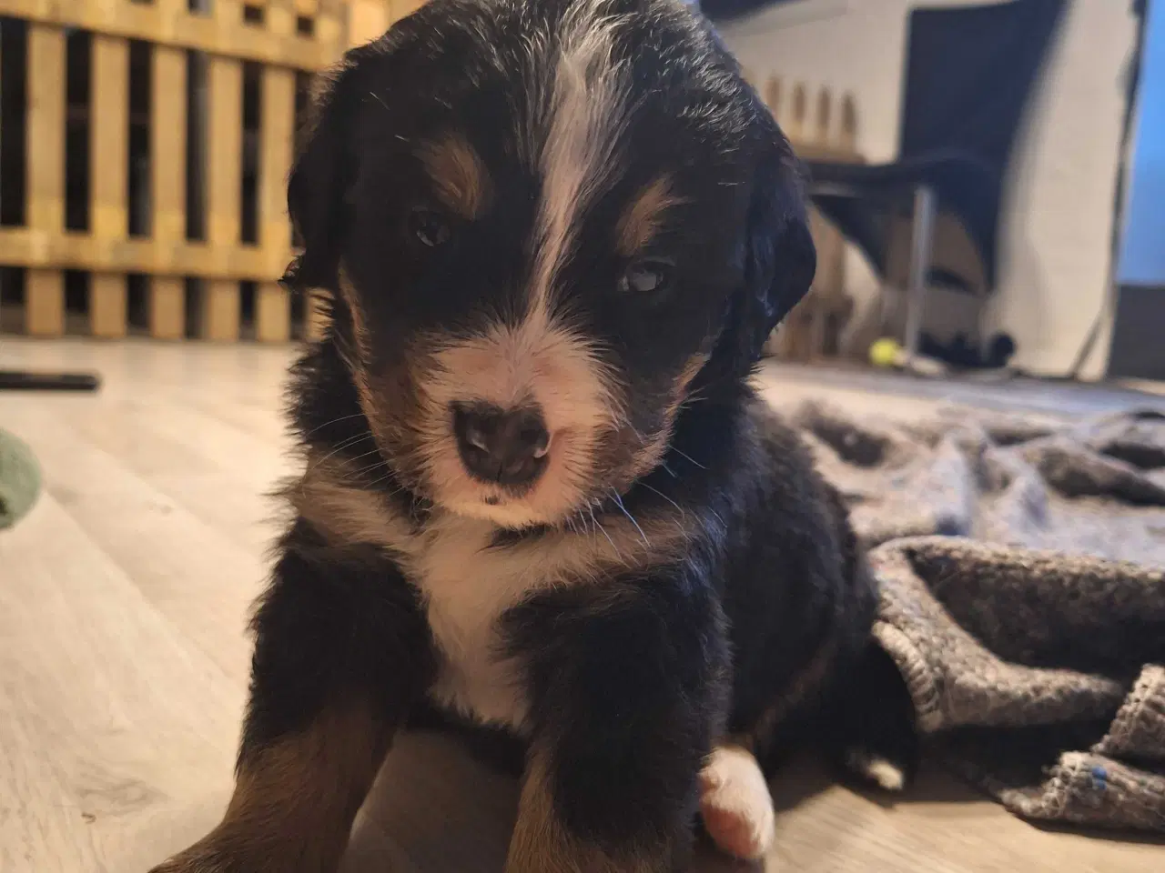 Billede 1 - Bernersenne hvalpe