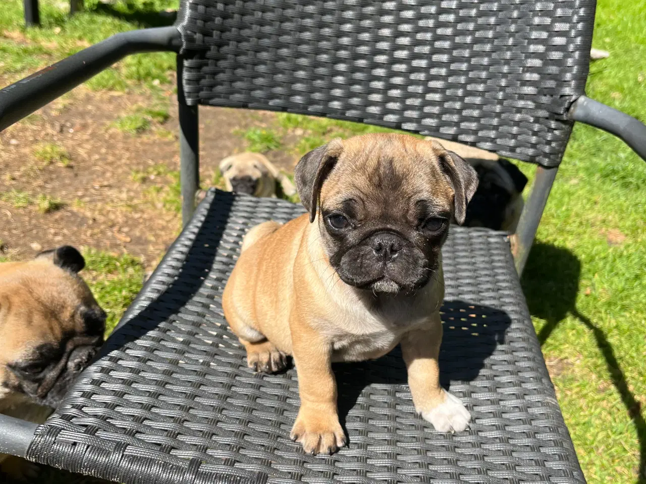 Billede 2 - Mops hvalpe 