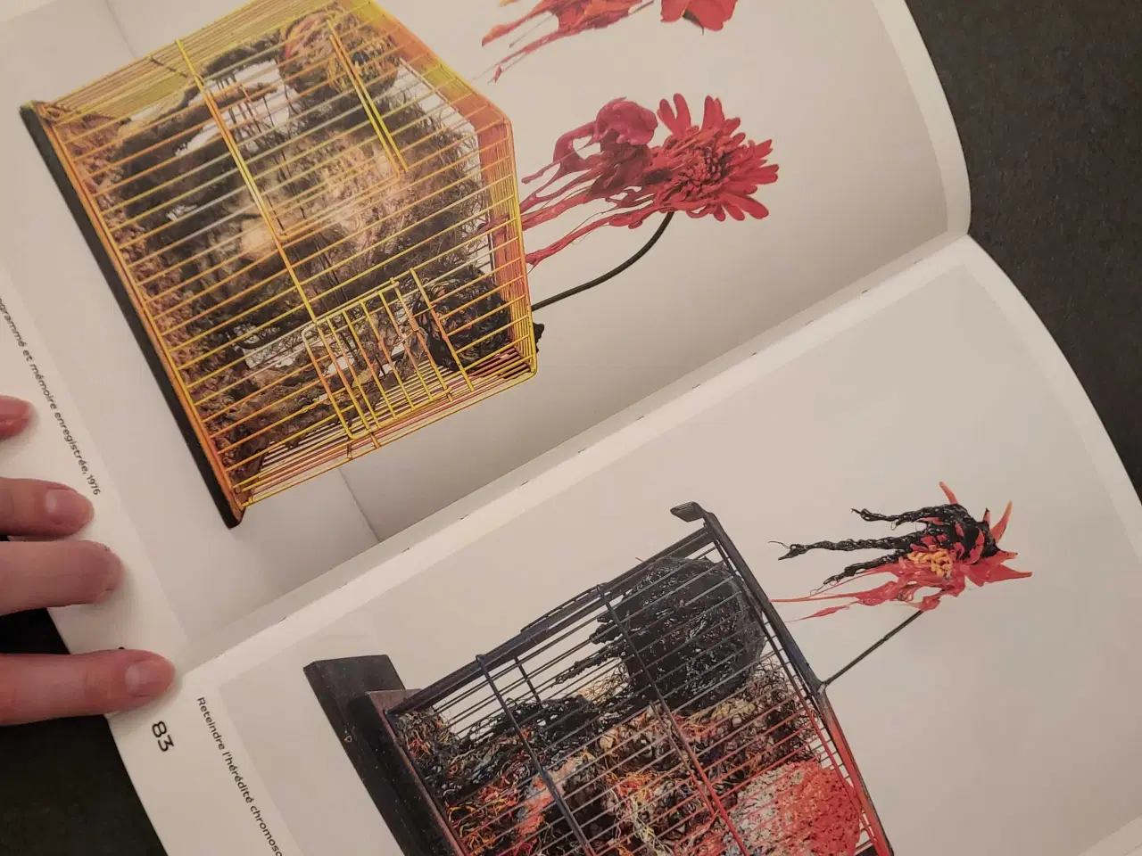 Billede 6 - Tetsumi Kudo: Cultivation