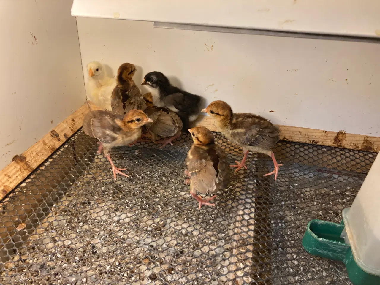 Billede 3 - 2 uger gamle sølvfasan kyllinger
