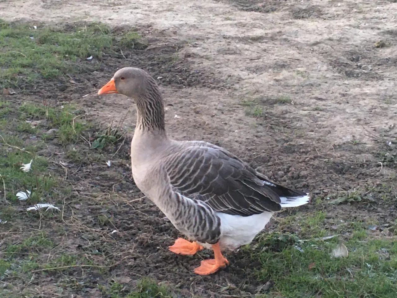 Billede 1 - Grå dansk gase sælges