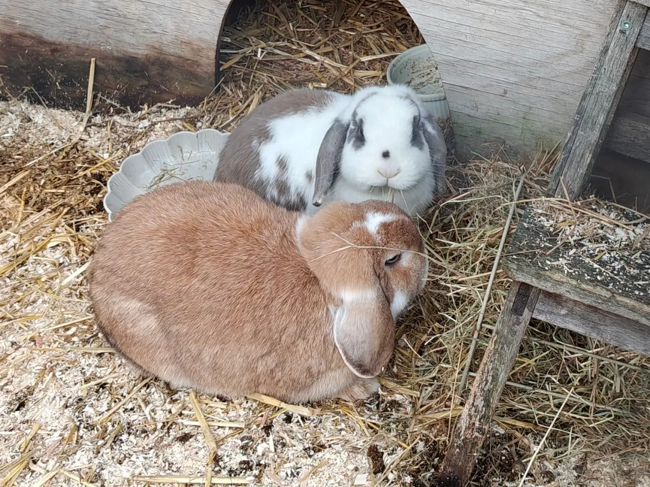 Billede 3 - Dværgkanin-par søger trygt og blivende hjem