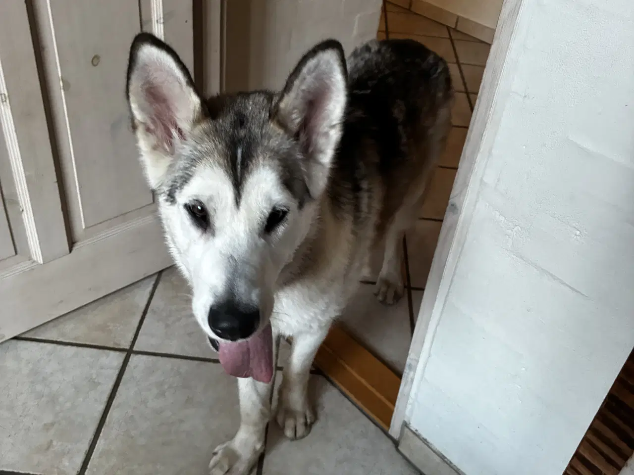 Billede 1 - Alaskan malamute pige 