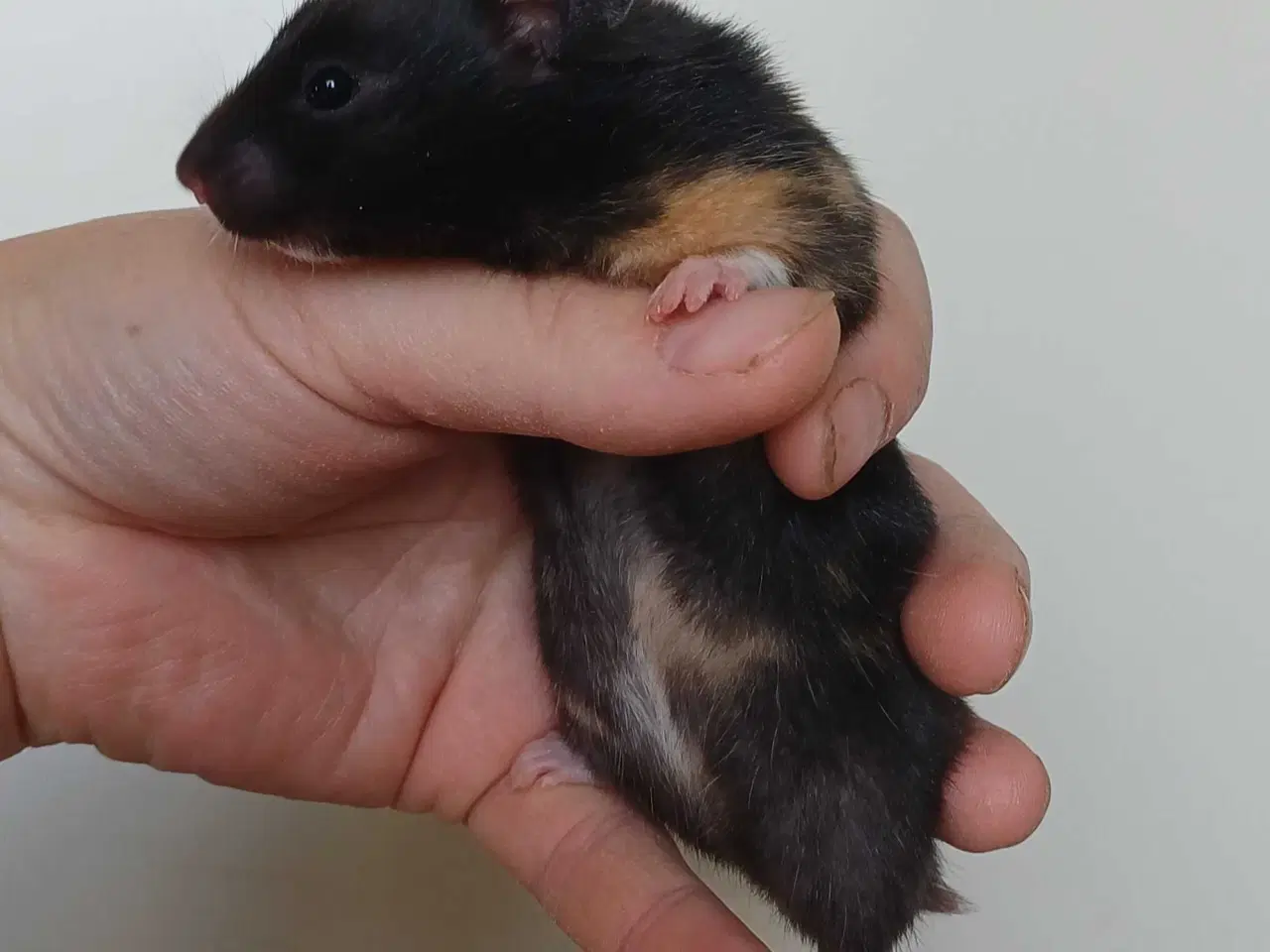 Billede 9 - Guldhamster unger