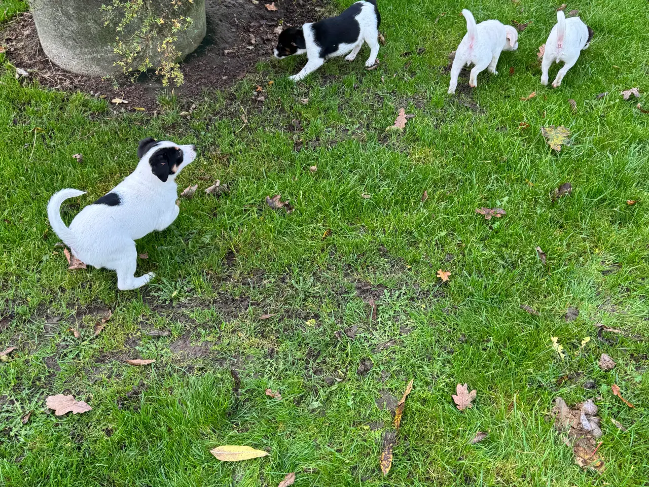 Billede 2 - Dansk/Svensk Gårdhund hvalpe