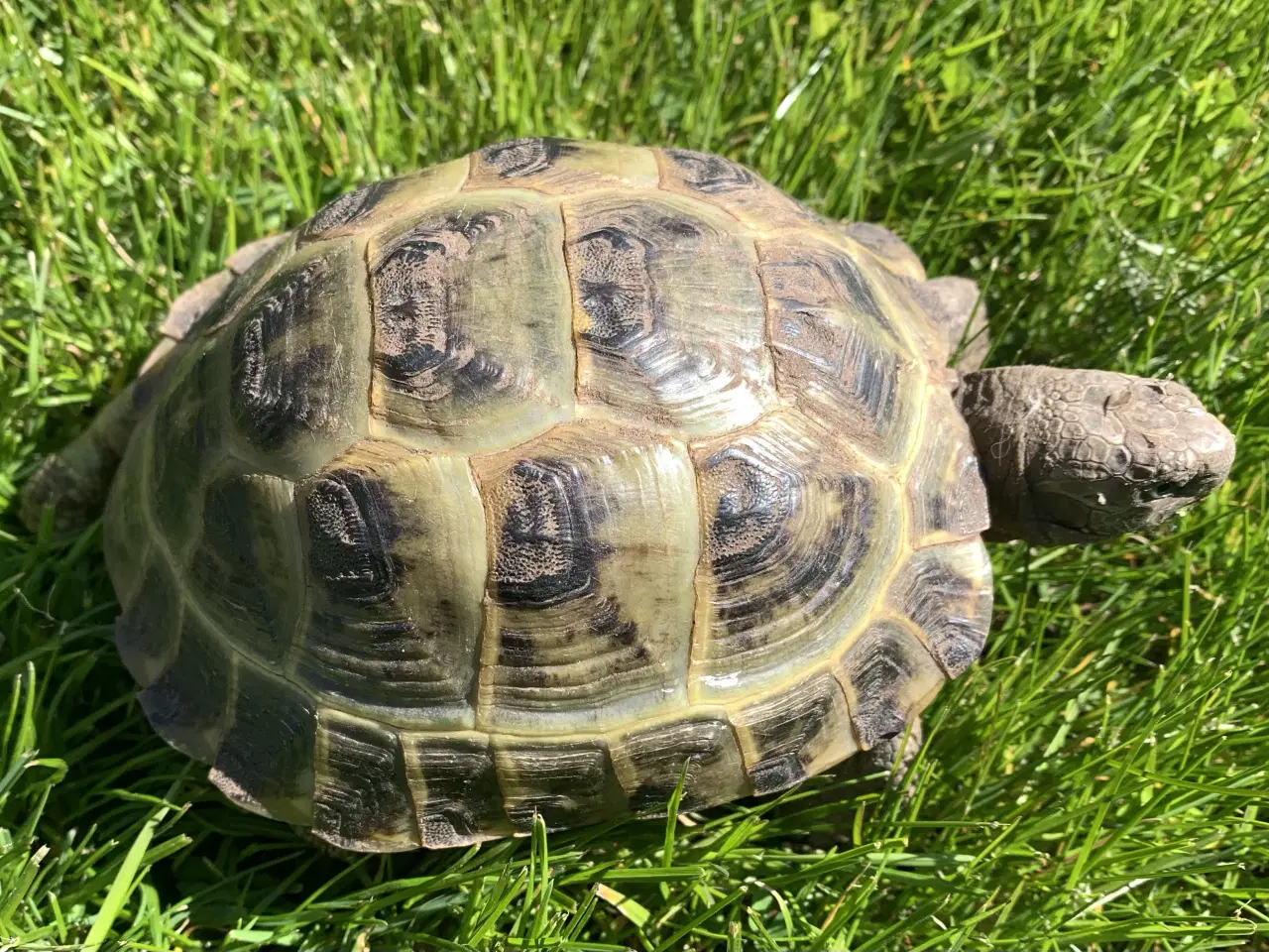 Billede 1 - Russiske landskildpadder der savner nyt godt hjem