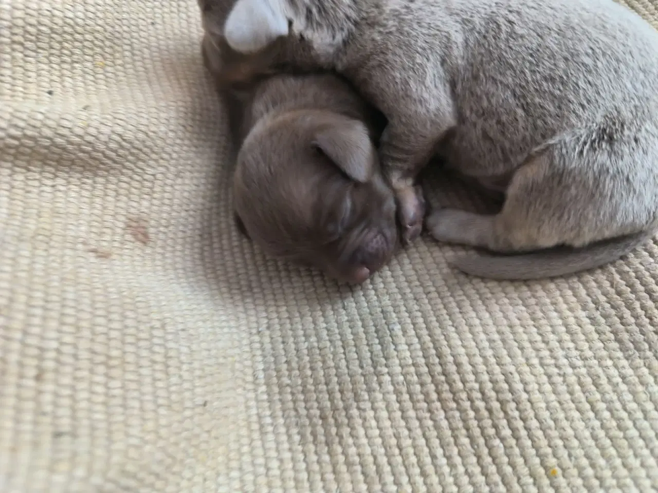 Billede 3 - Chiweenie hvalpe til salg – Chihuahua x gravehound