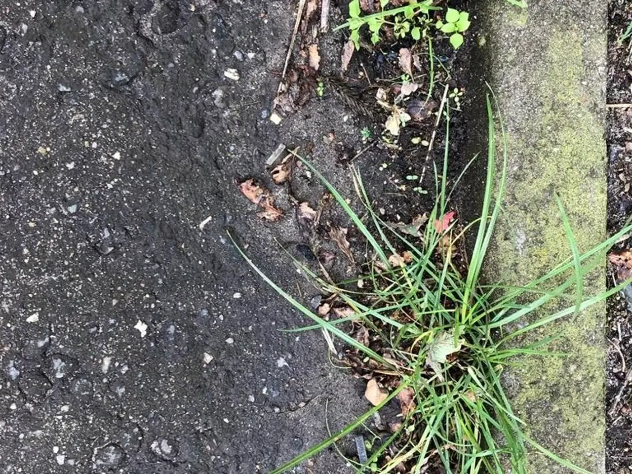 Billede 4 - Universal Ukrudtsbørste TIL ALLE TYPER MINILÆSSER