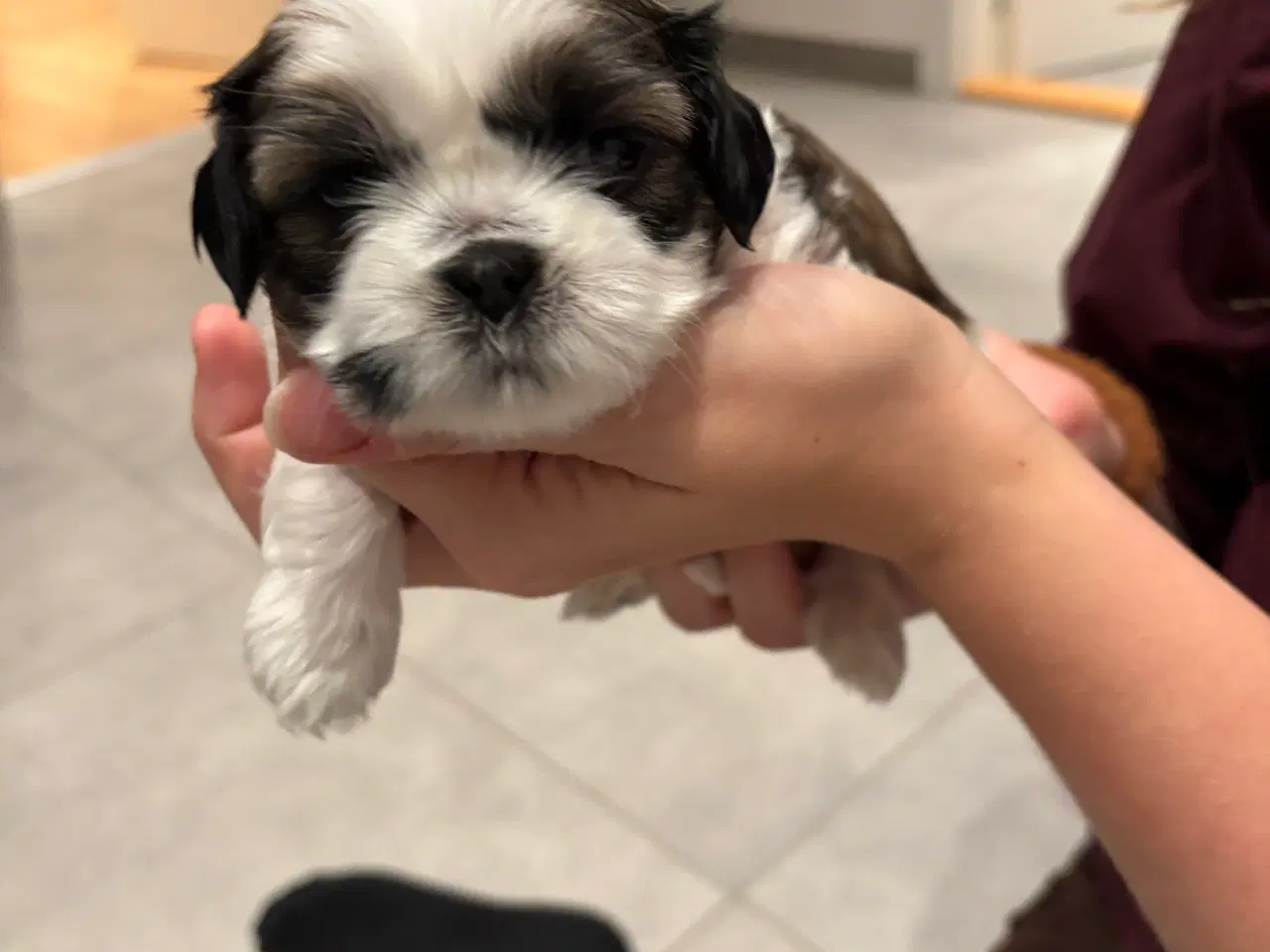 Billede 1 - Shih tzu hundehvalpe