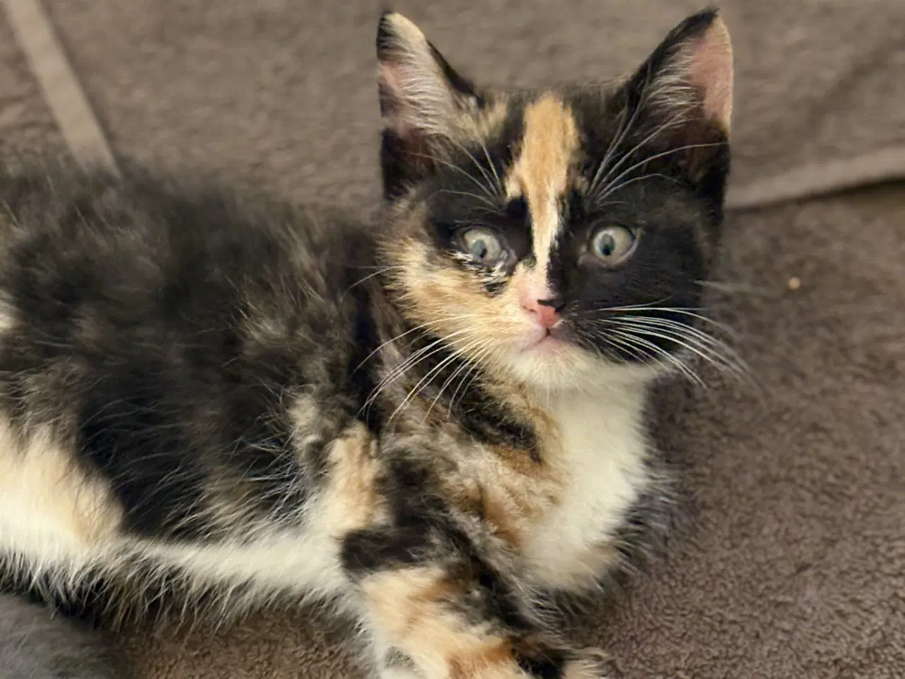 Billede 3 - To smukke hunkatte søger et kærligt hjem 