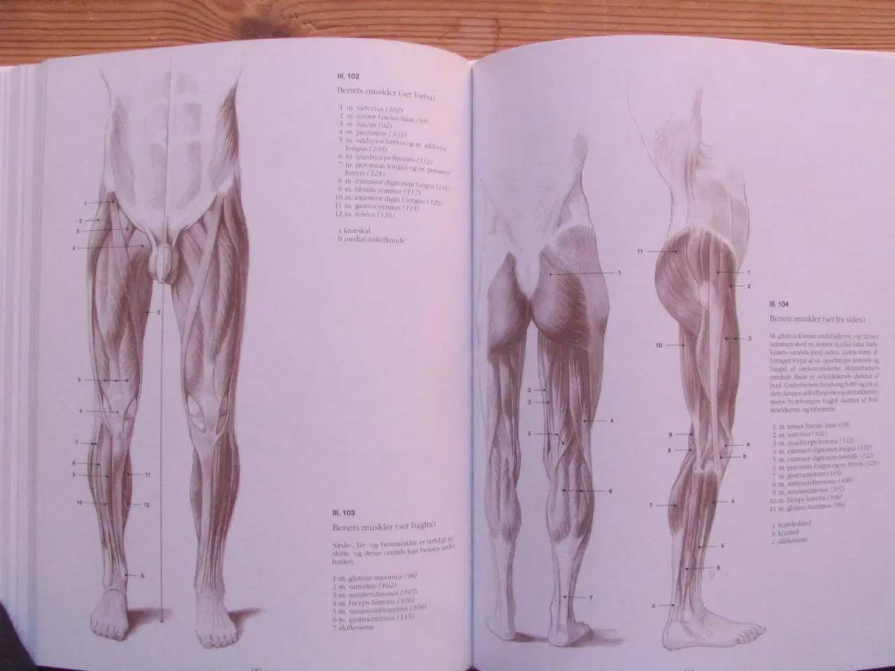 Billede 5 - Anatomisk tegnelære Menneske