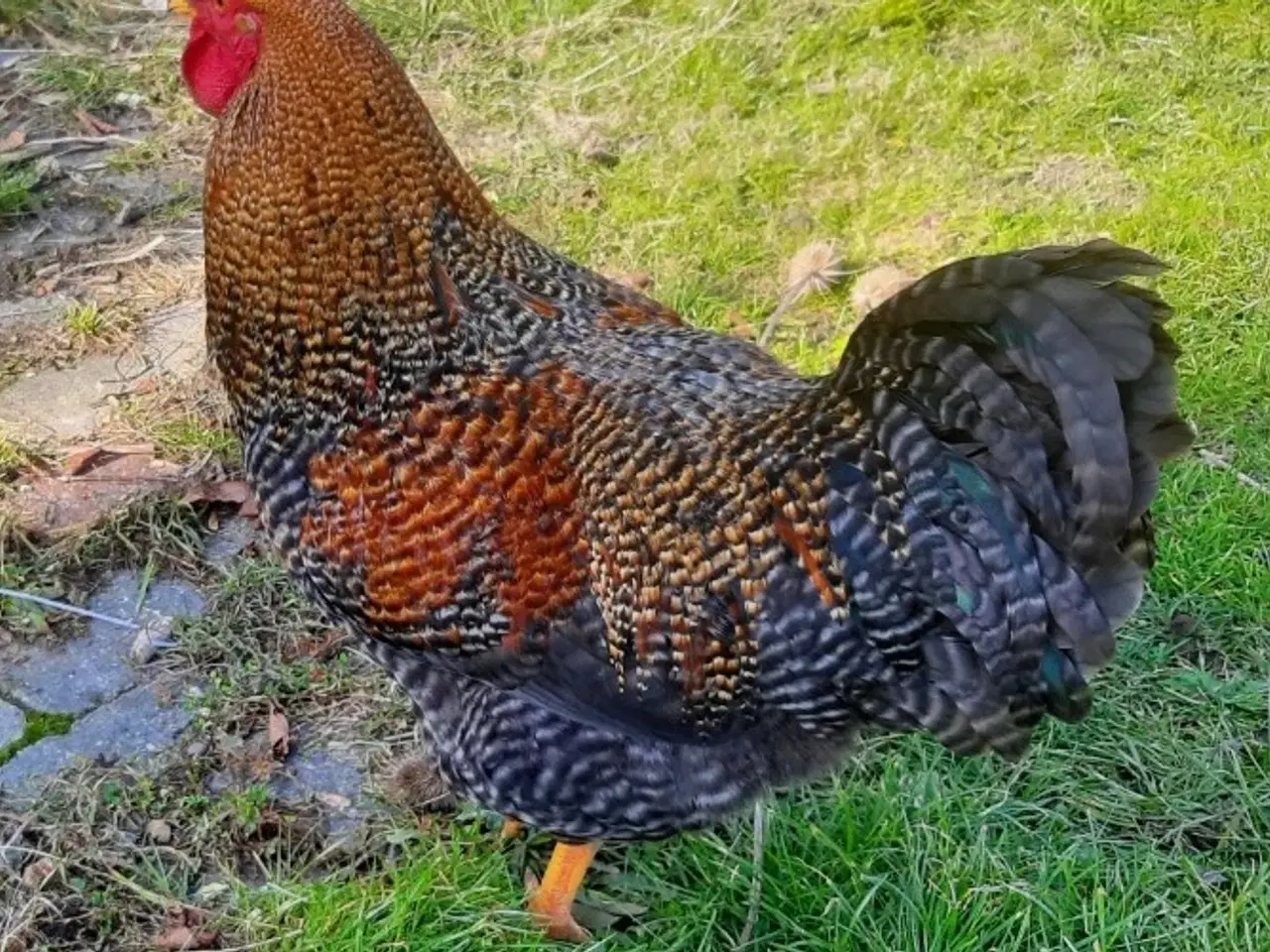 Billede 2 - Hane søger nyt hjem