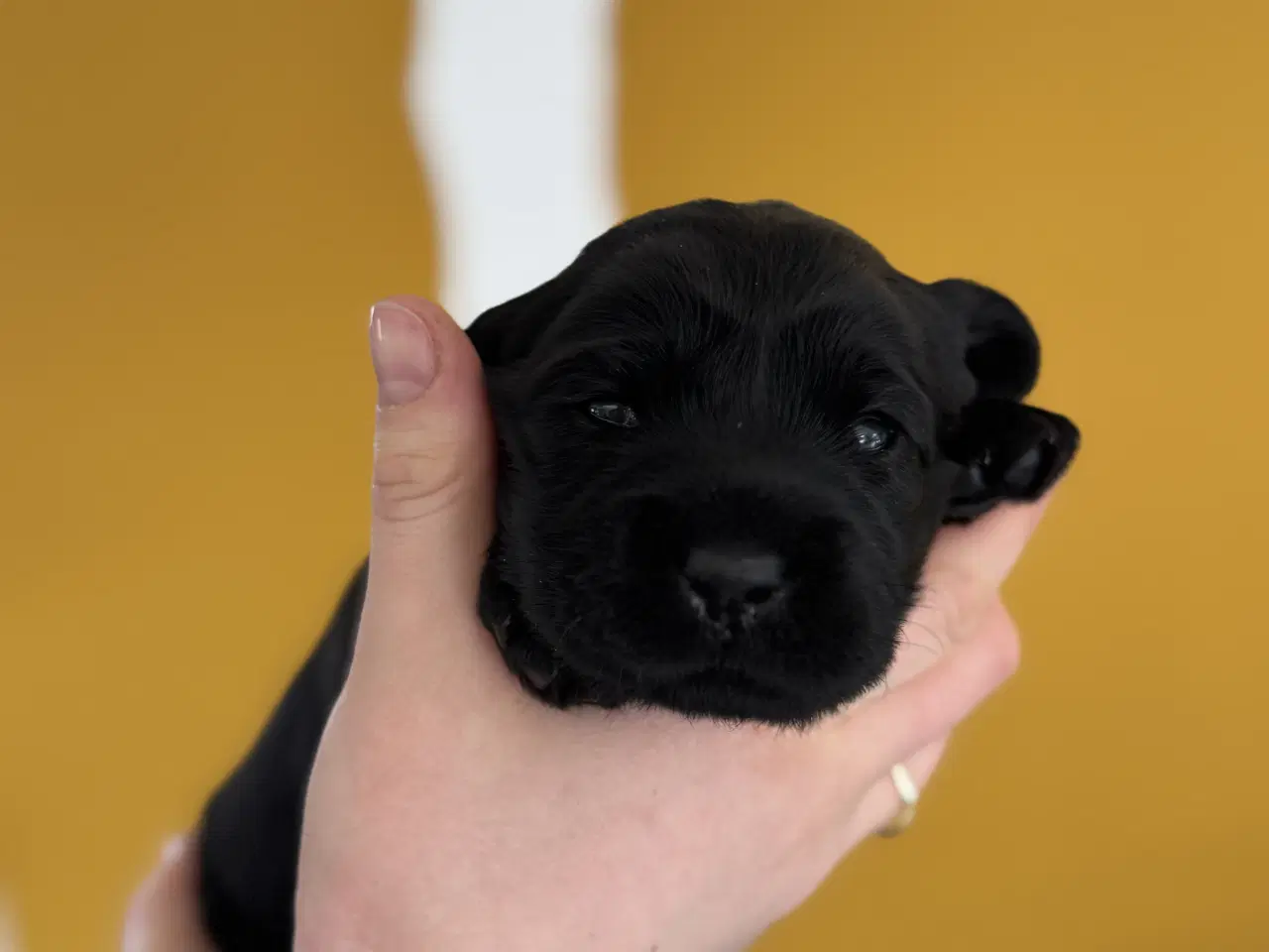 Billede 3 - Amerikanske Cockerdor hvalpe