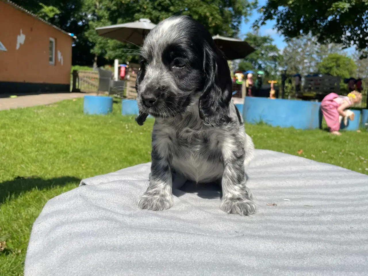 Billede 2 - Cockerspaniel 