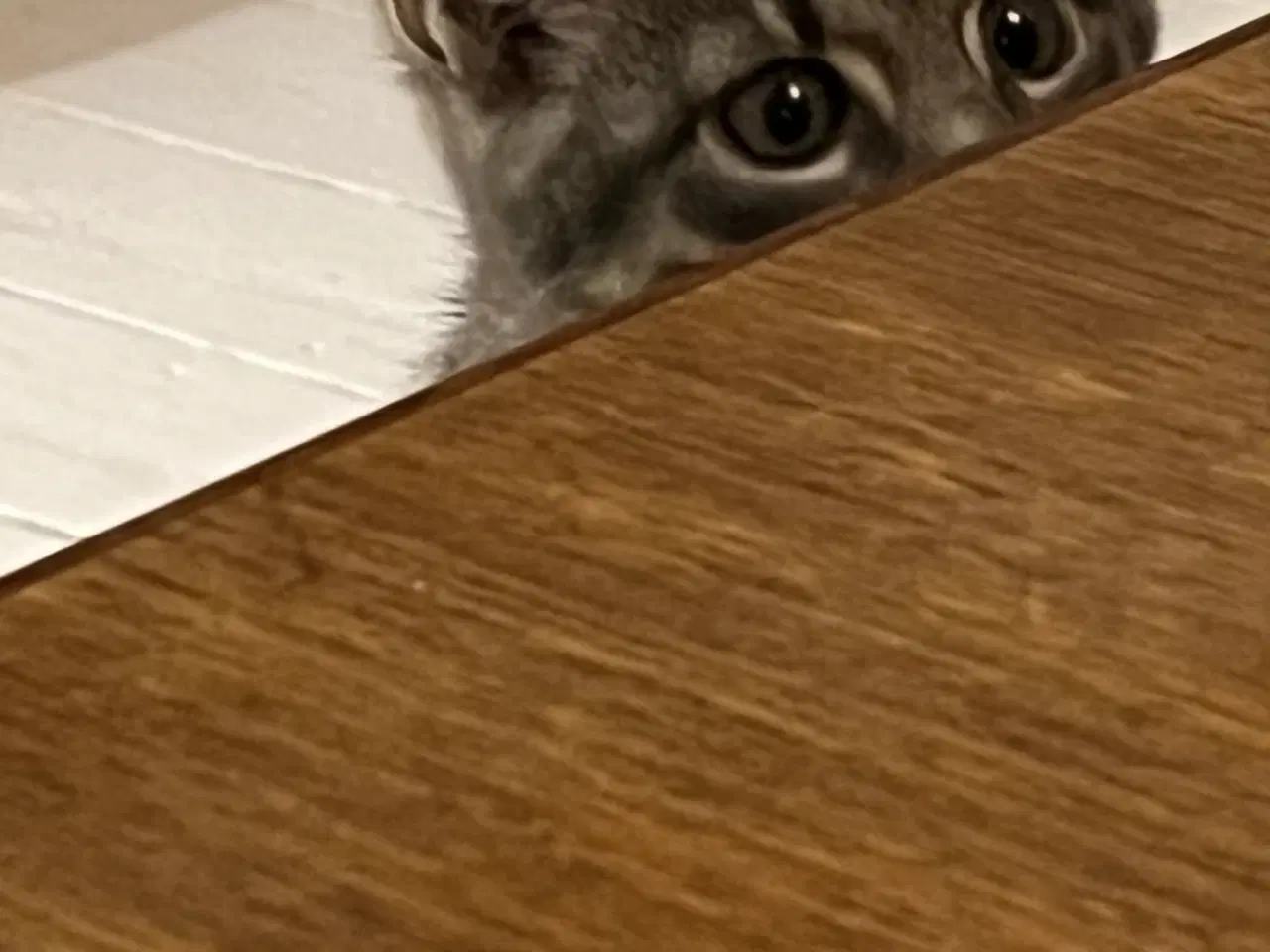 Billede 1 - Grå / blå hunkat