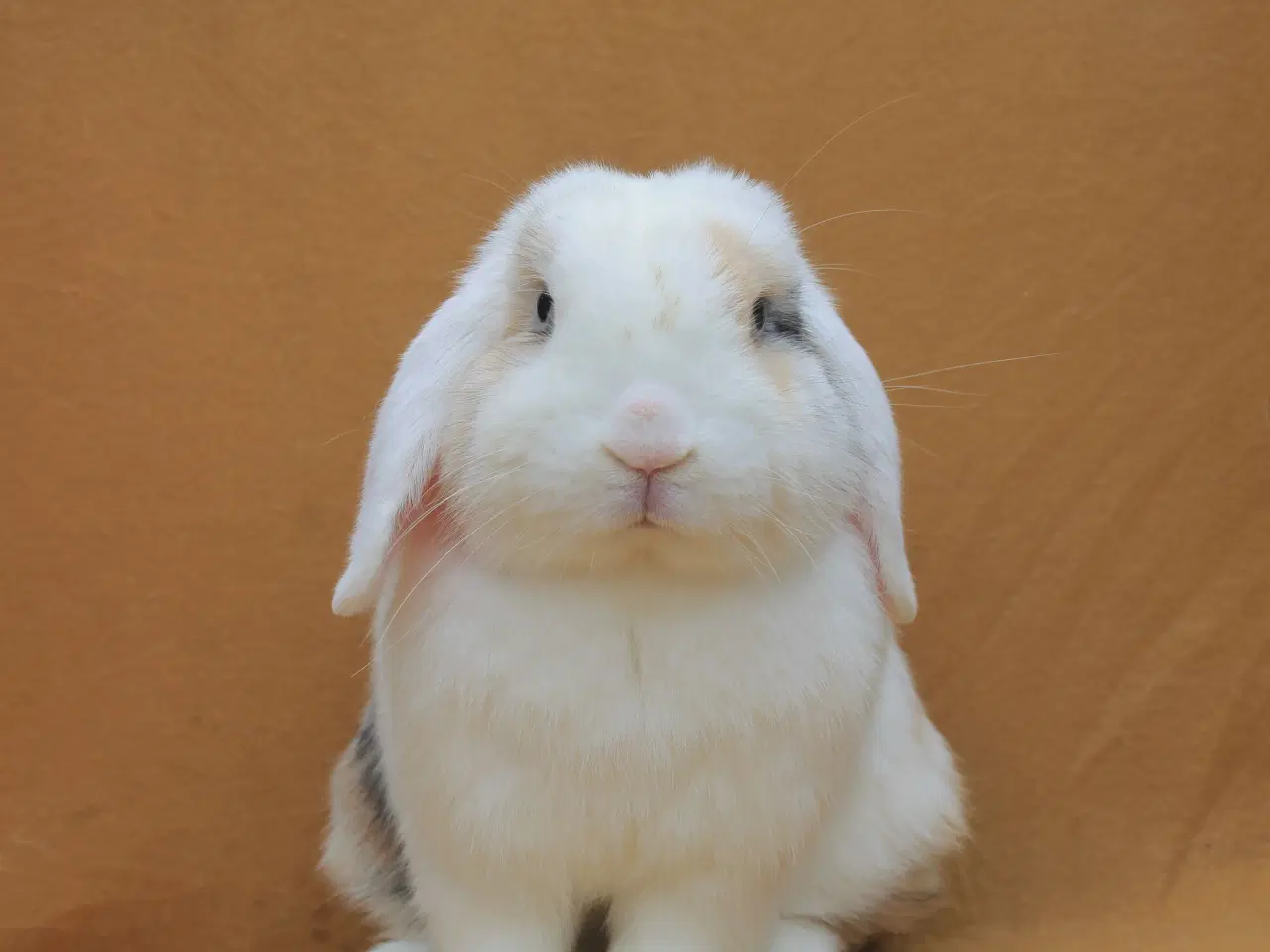 Billede 9 - Champagne søger ny familie