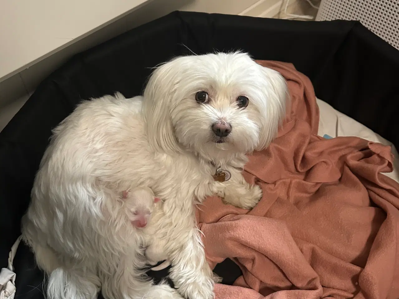Billede 6 - Malteser hvalp 